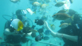 Bali Travel Online | Batara Water Sport - Scuba Diving Nusa Dua