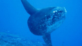 Bali Travel Online | Lembongan watersport - SCUBA DIVING (CERTIFIED DIVER) DAY TRIP FORM BALI TO NUSA LEMBONGAN & NUSA PENIDA