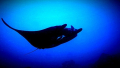 Bali Travel Online | Lembongan watersport - SCUBA DIVING (CERTIFIED DIVER) DAY TRIP FORM BALI TO NUSA LEMBONGAN & NUSA PENIDA