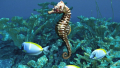 Bali Travel Online | Bali Activities - Seawalker + Nemo /Seahorse Release