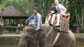 Bali Travel Online | Excellent Bali Tour - BALI ELEPHANT RIDING TOUR