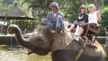 Bali Travel Online | Excellent Bali Tour - BALI ELEPHANT RIDING TOUR