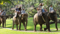 Bali Travel Online | Bali Adventure Tours - Elephant Safari Ride Tour (Morning)