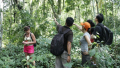 Bali Travel Online | Bali Adventure Tours - Tropical Trekking Tour and Lunch with the Elephants