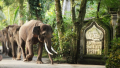 Bali Travel Online | Bali Adventure Tours - Park Admission and Elephant Safari Ride (available from 10am to 4pm and without transfers)