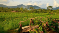 Bali Travel Online | Bali Dedy - Explore East Bali Countryside