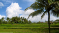 Bali Travel Online | Bali Dedy - Ubud Nature Trekking