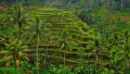 Bali Travel Online | Hanging Gardens of Bali - Morning Walk