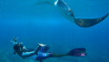 Bali Travel Online | Lembongan watersport - PACKAGE A SNORKELING DAY TRIP FORM BALI TO NUSA LEMBONGAN AND NUSA PENIDA