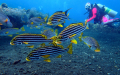 Bali Travel Online | New Bali Scuba - Tulamben - Two Dive, One Day Trip