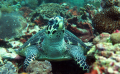 Bali Travel Online | New Bali Scuba - Tulamben - Two Dive, One Day Trip