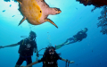 Bali Travel Online | New Bali Scuba - PADI Complete Open Water Course