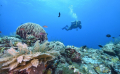 Bali Travel Online | New Bali Scuba - PADI Complete Open Water Course