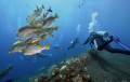 Bali Travel Online | New Bali Scuba - 2 Day / 4 Dive - Best of Bali Discount Package