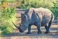 Bali Travel Online | Bali Safari & Marine Park - Rhino