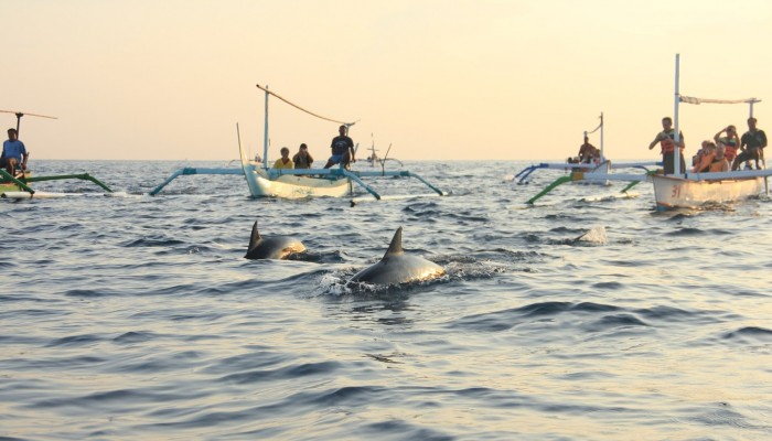 Dolphin Tour - Bali Travel Online