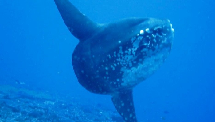 Bali Travel Online | Lembongan watersport - SCUBA DIVING (CERTIFIED DIVER) DAY TRIP FORM BALI TO NUSA LEMBONGAN & NUSA PENIDA