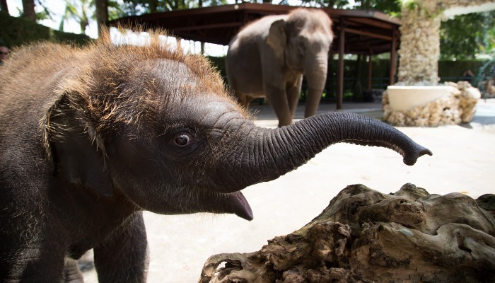 Bali Travel Online | Bali Adventure Tours - Elephant Safari Park Visit