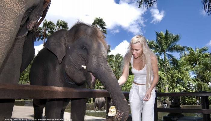 Bali Travel Online | Bali Adventure Tours - Park Admission to Elephant Safari Park (without transfers)