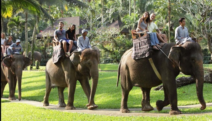 Bali Travel Online | Bali Adventure Tours - Park Admission and Elephant Safari Ride (available from 10am to 4pm and without transfers)