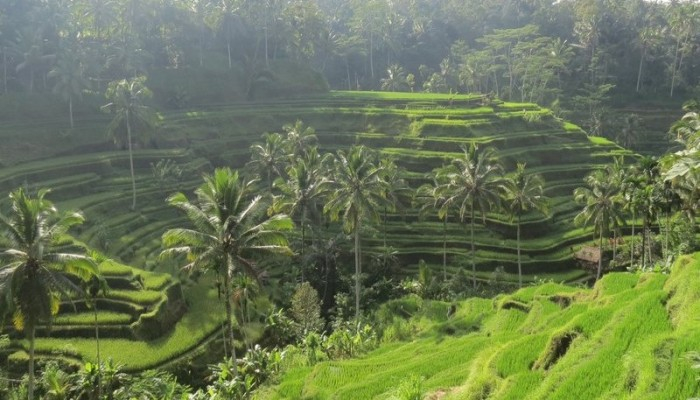 Bali Travel Online | Mai Bali Service - Downhill Cycling Tour