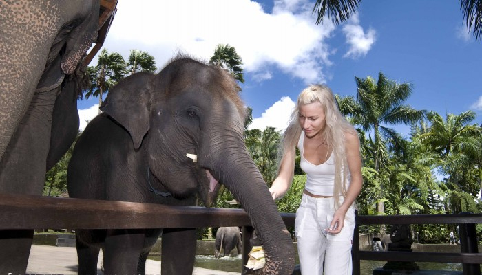 Bali Travel Online | Bali Adventure Tours - White Water Rafting- Morning (AM) and Elephant Safari Ride Tour