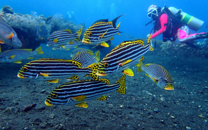 Bali Travel Online | New Bali Scuba - Tulamben - Two Dive, One Day Trip