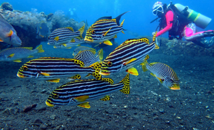 Bali Travel Online | New Bali Scuba - PADI E-Learning Open Water Course