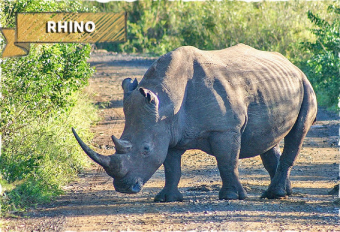 Bali Travel Online | Bali Safari & Marine Park - Rhino