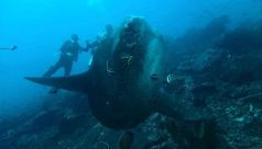 Bali Travel Online | Lembongan watersport - Discover Scuba Diving (Biginner) from Nusa lembongan to nusa penida island 