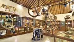 Bali Travel Online | Bali Adventure Tours - Elephant Safari Ride Tour