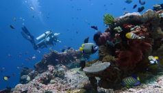 Bali Travel Online | New Bali Scuba - 4 Day / 10 Dives Discount Package (Certified Diver Only)