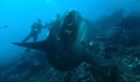 Bali Travel Online | Lembongan watersport - Discover Scuba Diving (Biginner) from Nusa lembongan to nusa penida island 
