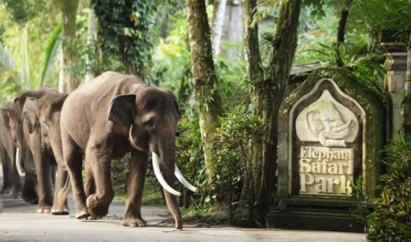 Bali Travel Online | Bali Adventure Tours - Elephant Park Tour