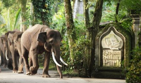 Bali Travel Online | Bali Adventure Tours - Park Admission & Elephant Safari Ride (transfers + lunch not included)