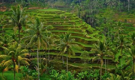 Bali Travel Online | Hanging Gardens of Bali - Morning Walk