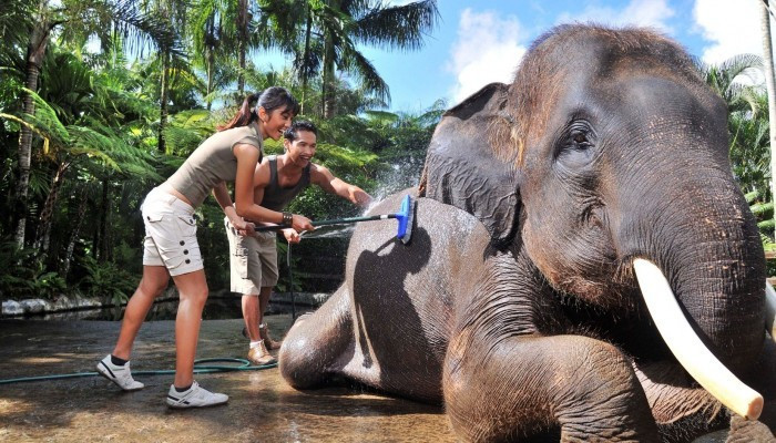 Hasil gambar untuk jumbo wash elephant bali